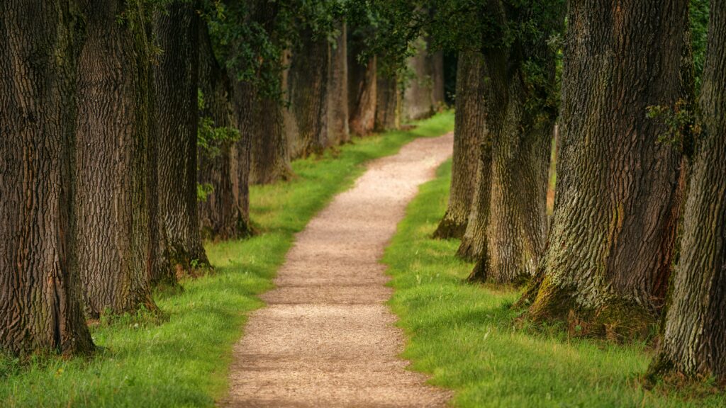 Waldweg zwischen hohen Bäumen im Grünen.