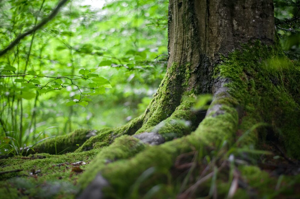 Ein Baum mit starken Wurzeln