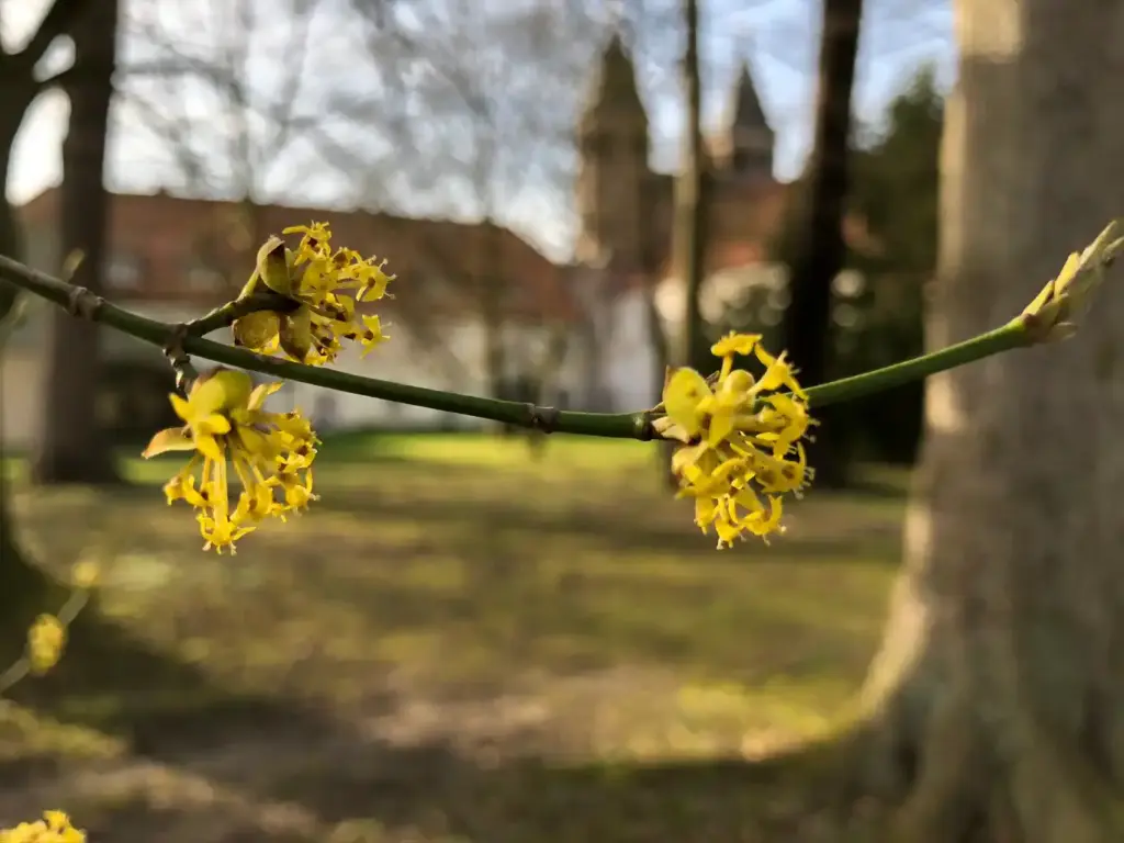Nahaufnahme von gelben Blüten, die an einem Zweig blühen, mit verschwommenen Bäumen, Gras und einem Gebäude im Hintergrund an einem sonnigen Tag.